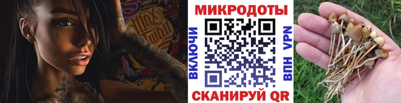 Галлюциногенные грибы Psilocybine cubensis  где купить наркоту  mega ССЫЛКА  Сегежа 